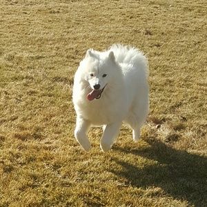 Meet your Posher, Casey